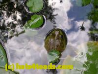 /home//u458753944/public_html/sourcegallery//Frogs/More bullfrogs/DSCN5259.JPG